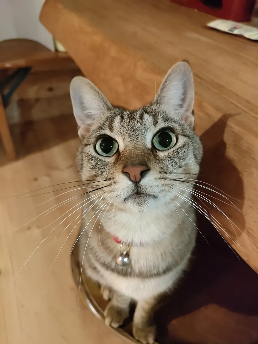 よしこ